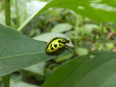 Calligrapha fulvipes
