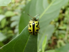 Calligrapha fulvipes
