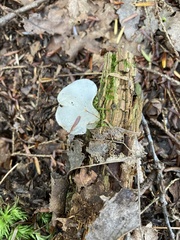 Pseudohydnum gelatinosum