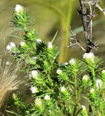 Symphyotrichum ciliatum