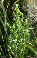 Symphyotrichum ciliatum