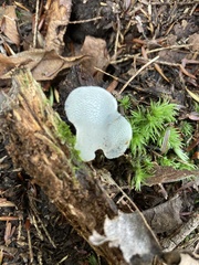 Pseudohydnum gelatinosum