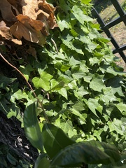 Hedera helix