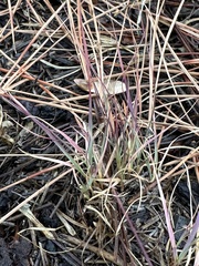 Bouteloua gracilis
