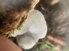 Pseudohydnum gelatinosum