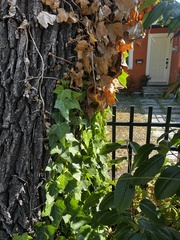 Hedera helix
