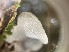 Pseudohydnum gelatinosum