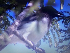 Psilorhinus morio