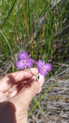 Thysanotus