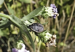 Chlorochroa