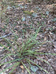 Chasmanthium sessiliflorum