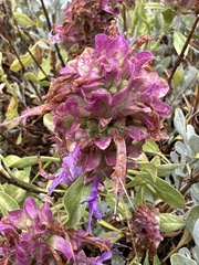 Salvia pachyphylla