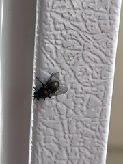 Lucilia coeruleiviridis