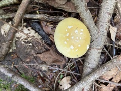 Amanita muscaria guessowii
