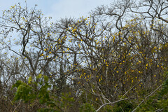 Handroanthus chrysanthus