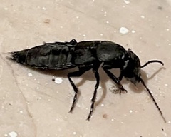 Staphylinini