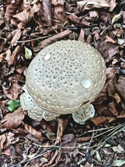 Amanita excelsa