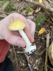 Amanita muscaria guessowii