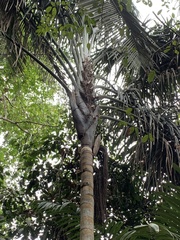 Oenocarpus
