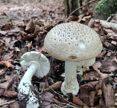 Amanita excelsa