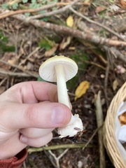 Amanita muscaria guessowii