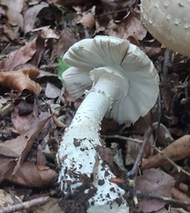 Amanita excelsa