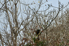 Cochlospermum vitifolium