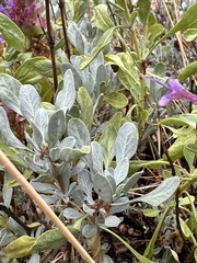 Salvia pachyphylla