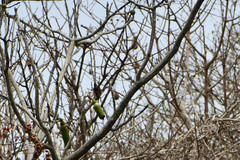 Cochlospermum vitifolium
