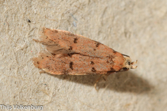 Symmoca tofosella