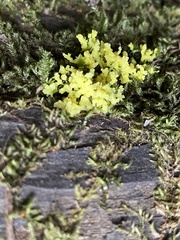 Arcyria obvelata