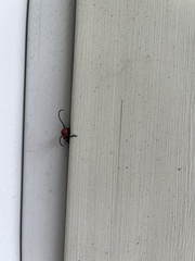 Tetraopes tetrophthalmus