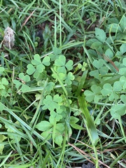 Oxalis