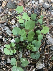 Cardamine flexuosa
