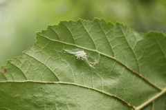 Gibellula