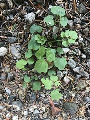 Cardamine flexuosa