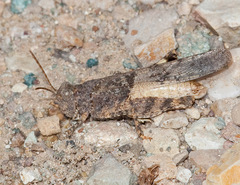 Oedipodinae