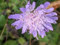 Knautia arvensis