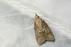 Platynota idaeusalis