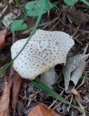 Amanita excelsa