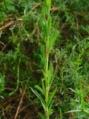 Cliffortia strobilifera