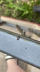 Glischrochilus quadrisignatus