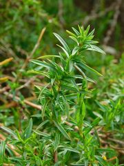 Cliffortia strobilifera