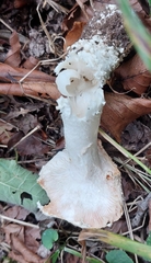 Amanita excelsa