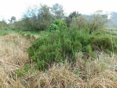 Cliffortia strobilifera