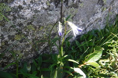 Campanula uniflora
