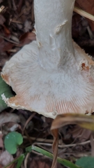 Amanita excelsa