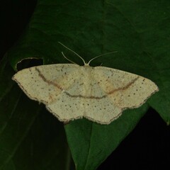 Cyclophora punctaria