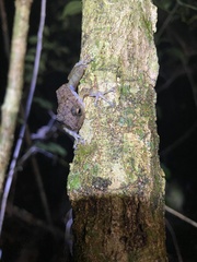 Craugastor yucatanensis