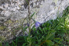 Campanula uniflora